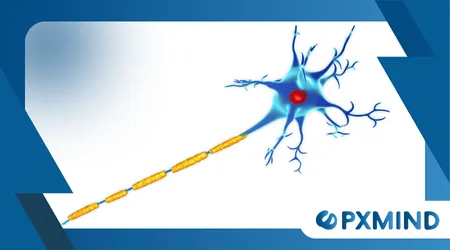 The Role of Myelin in Learning and Speed