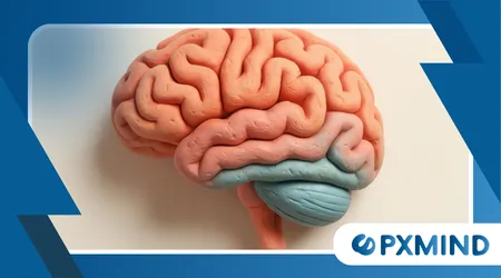 Why the Prefrontal Cortex Matters More Than You Think